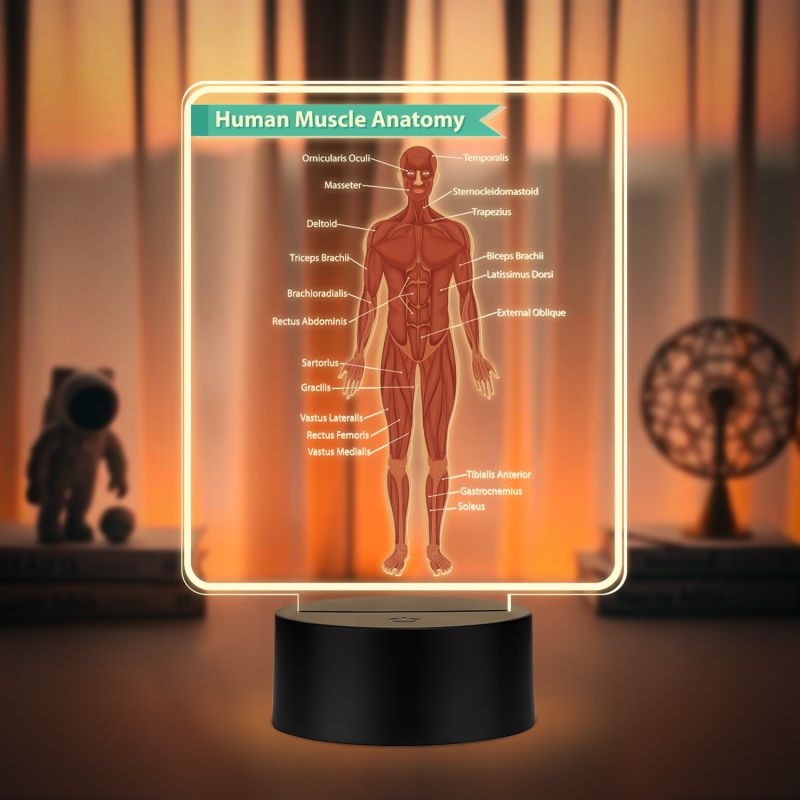 3D Illusion Human Muscle Anatomy LED Lamp with Warm White Light Gift for Medical & Science Student Home, Clinic, Hospital & Study Desk Table Decor